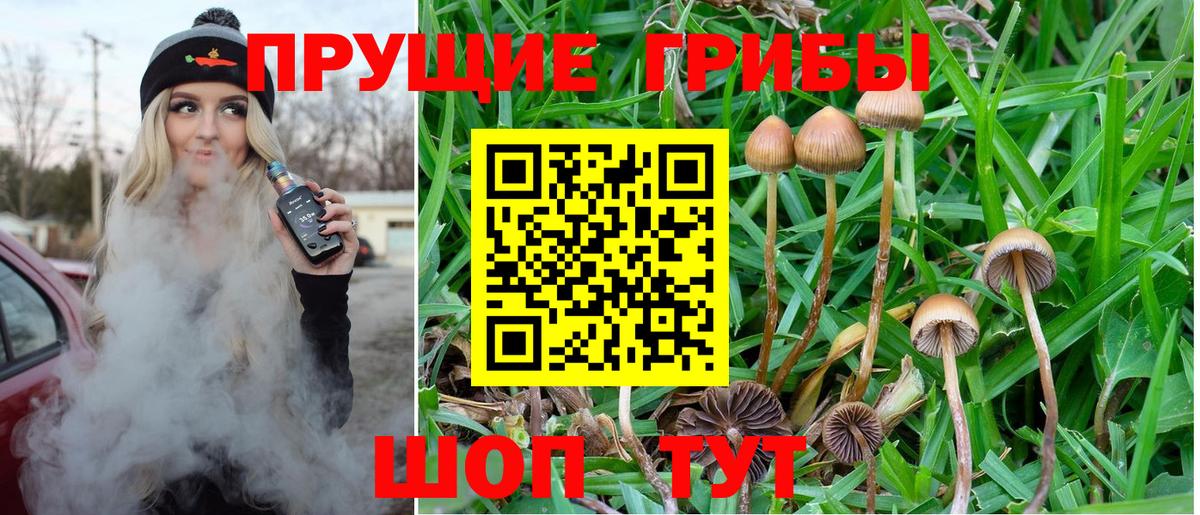 Мирный  Галлюциногенные грибы Cubensis  Вход с VPN 